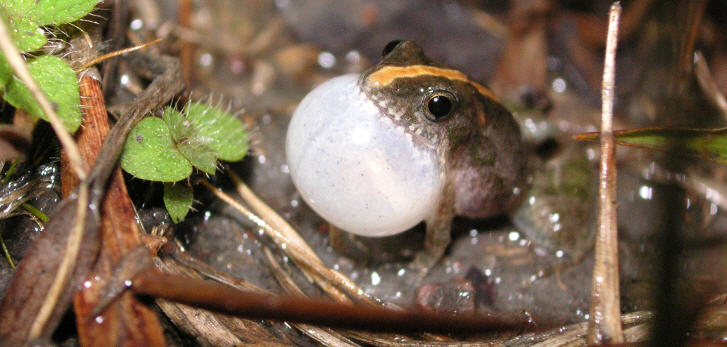 Kleiner Frosch mit großem Sound: Pseudopaludicola motorzhino