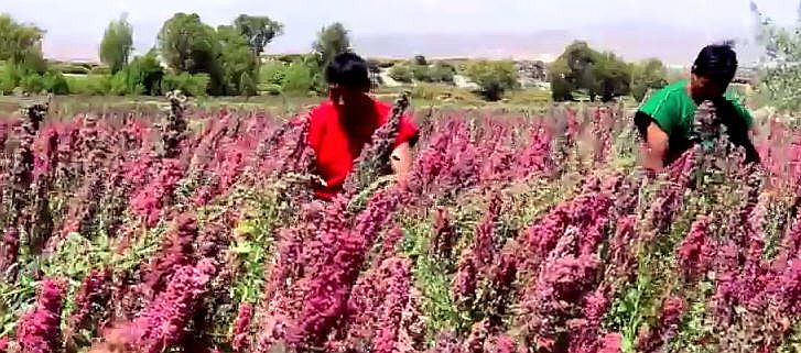 Anbau von Quinoa ist bis in Höhen von 4.000 Metern verhältnismäßig einfach