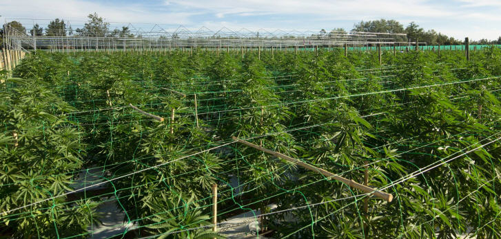 Cannabis für medizinische Zwecke: Chile hat die größte Plantage in Lateinamerika