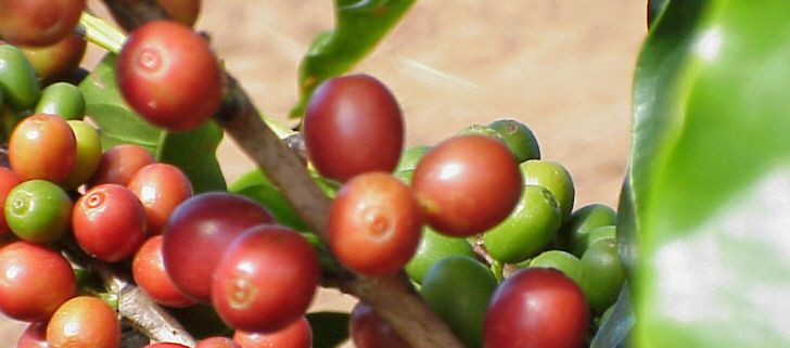 Zusammenarbeit verbessert die Lebens- und Arbeitsbedingungen von Kaffeebauern in Bolivien