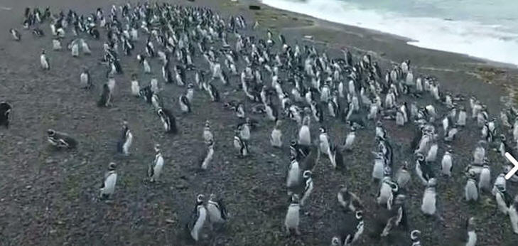 Nach Angaben von Tierschützern und Umweltorganisationen befinden sich aktuell über eine Million Magellan-Pinguine im Tierschutzreservat