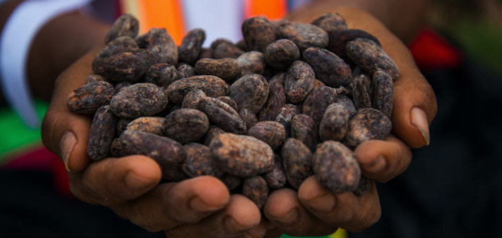 Der Kakao entwickelt sich mehr und mehr zu einem der wichtigsten Anbauprodukte Perus 