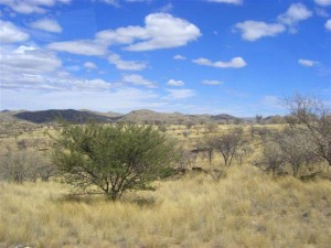 Savanne-Buschlandschaft Namibia Afrika 2006 - 2007