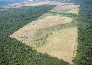 amazonas abholzung