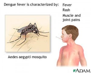 dengue-epedemie