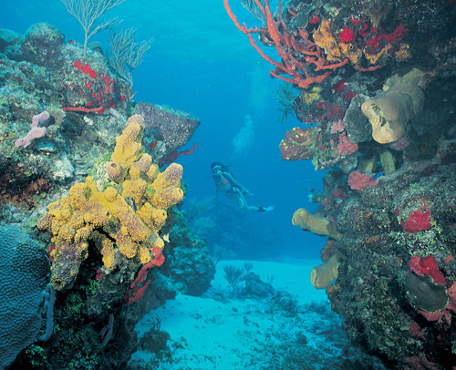 arrecifes