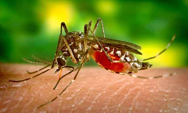 dengue-fliege