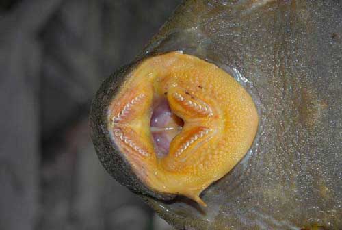 Catfish-mouth1