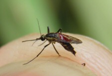 Dengue-Moskito in Brasilien