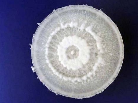 pestalotiopsis-microspora