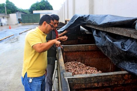 Edison Sánchez begutachtet den Fementierungsprozess des Kakaos