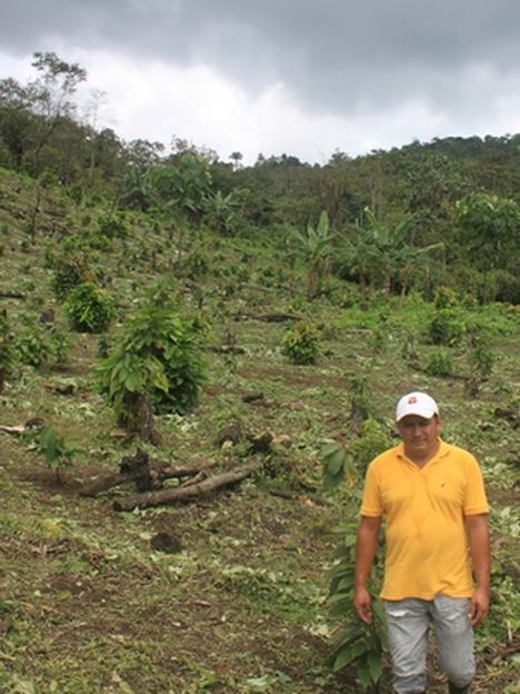 Stalin Guerrero auf einem Kakaofeld mit einjährigen Pflanzen