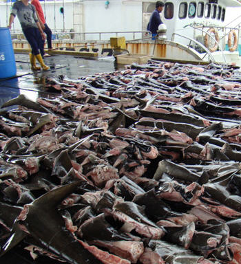 shark-finning