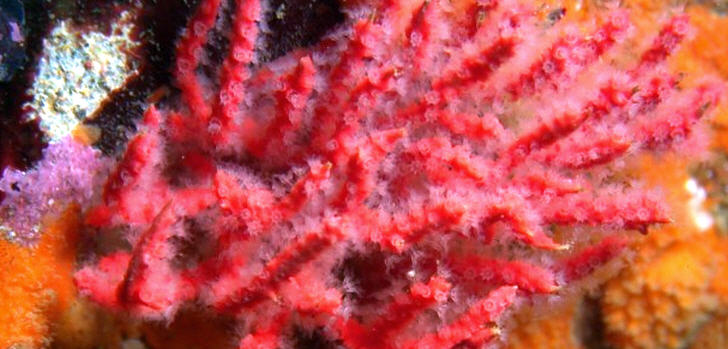 coral-species