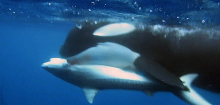 orca-tigerhai