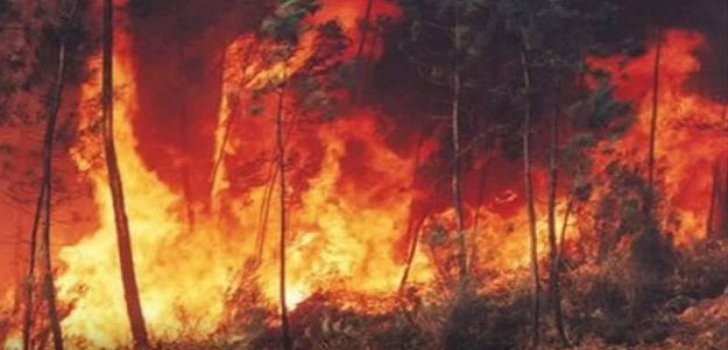Brasilien Regenwald Brand