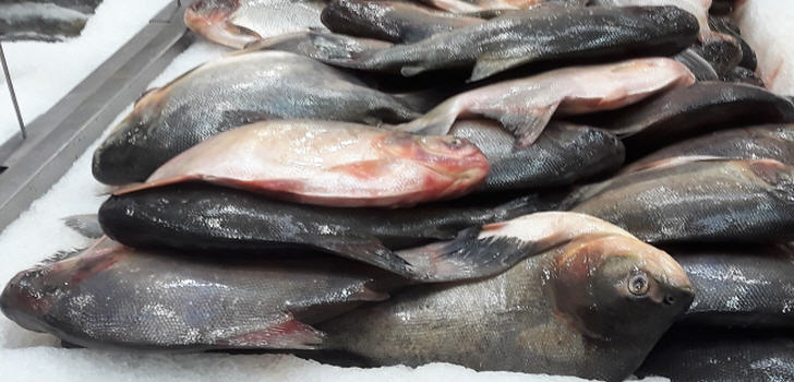 fisch