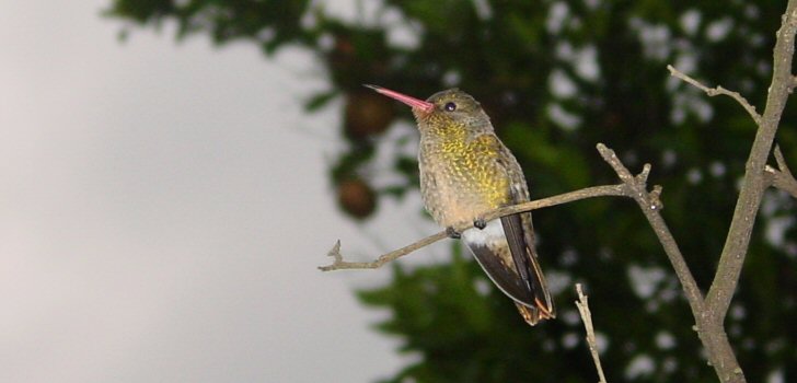 kolibri-costa-rica