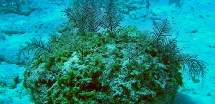 koralle