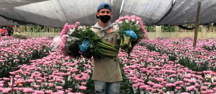 Colombia exportará más de 700 millones de flores por el Día de San Valentín