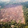 Amazonas: Größte Abholzung der letzten zehn Jahre