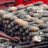 Ecuador ist der führende Ananasexporteur Südamerikas