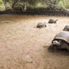 Galapagos-Inseln: In Gefangenschaft gezüchtete Riesenschildkröten kehren  zurück