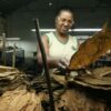 Dominikanische Republik bricht Tabakexportrekord