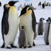 Konsultativtagung Antarktis: Tourismus, Forschung und Naturschutz