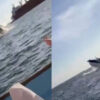 Wal springt und fällt auf Boot mit Touristen in Mexiko