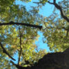 Uralte Zypresse in Chile könnte der älteste Baum der Welt sein