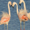 Atacama: Lithiumabbau bedroht Flamingos
