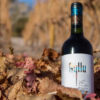 Exotische Weine in den Höhen der chilenischen Atacama-Wüste