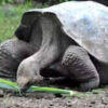 Einzigartig: In der Schweiz geborene Galapagos-Riesenschildkröte