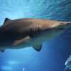 Bahamas: Achtjähriger überlebt Angriff von drei Haien