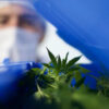 Medizinische Marihuana-Industrie floriert in Uruguay