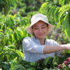 Nestlé will Kaffeeanbau nachhaltiger gestalten