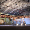 Patagotitan: Kolossaler Dinosaurier auf dem Weg zur Ausstellung in Großbritannien
