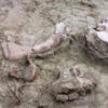Zentralchile: Fossile Überreste von Gonfotheres entdeckt