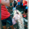 Tragödie in Costa Rica: Kind  von Krokodil gefressen