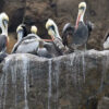 Vogelgrippe: Peru meldet den Tod von 13.000 Seevögeln