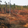USA wollen Brasiliens Abholzer bestrafen