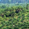 EU einigt sich auf Gesetz gegen Entwaldung