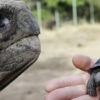 Drakonische Strafe für Handel mit Baby-Galapagos-Schildkröten