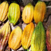 Einheimische Kakaosorten mit besonders feinem Geschmack