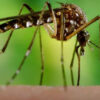 Chikungunya-Epidemie in Paraguay erlangt internationale Bedeutung