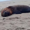 Chile bestätigt Fund von mehr als 70 toten Seelöwen