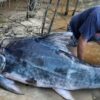 Bolivien: Angler fangen riesigen Piraíba
