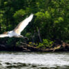 Vogelgrippe in Brasilien:  Vitória-Inseln für Touristen gesperrt