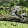 Costa Rica: Erste ungeschlechtliche Fortpflanzung bei einem Krokodil